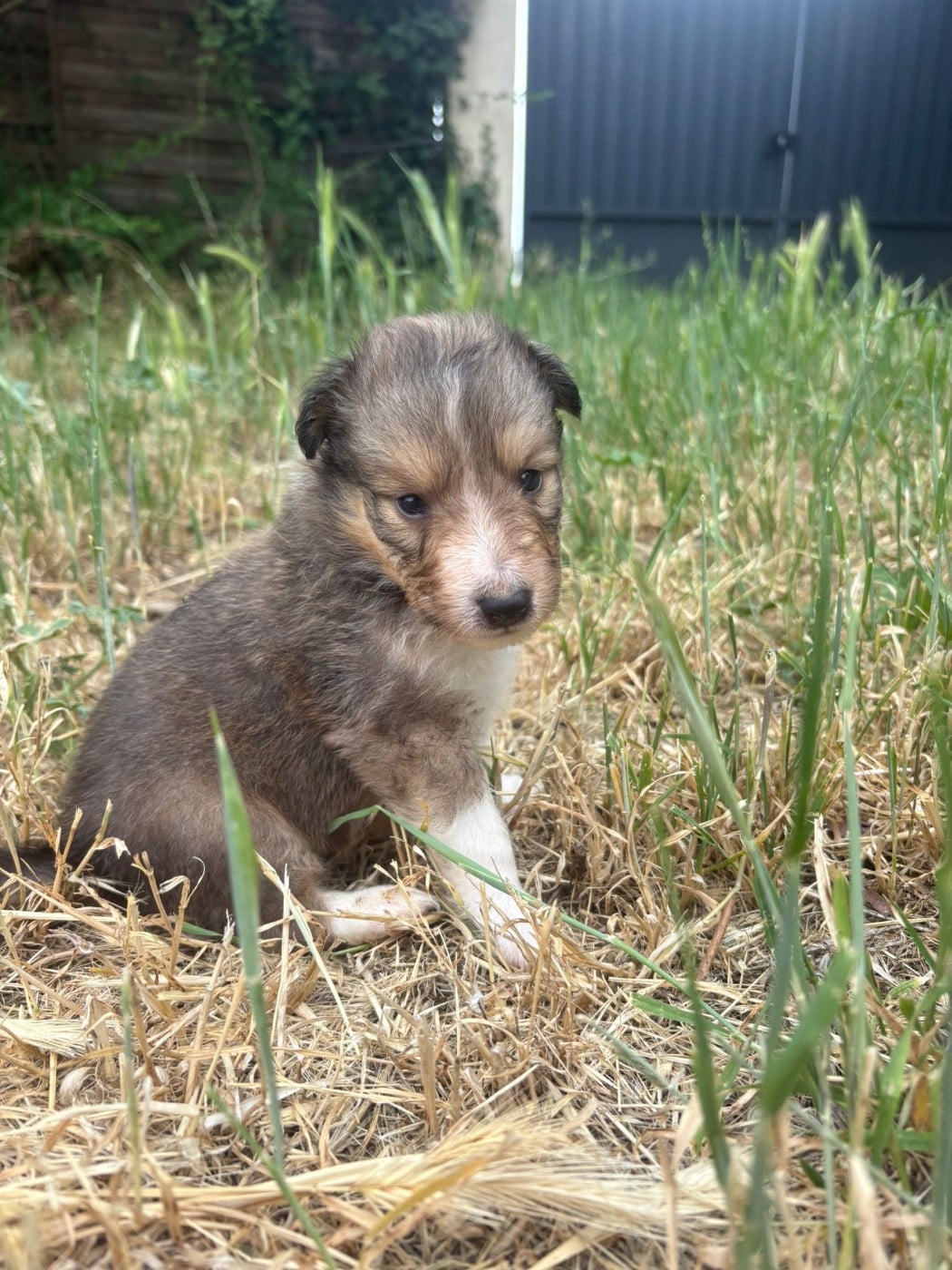 Chiot N°2
