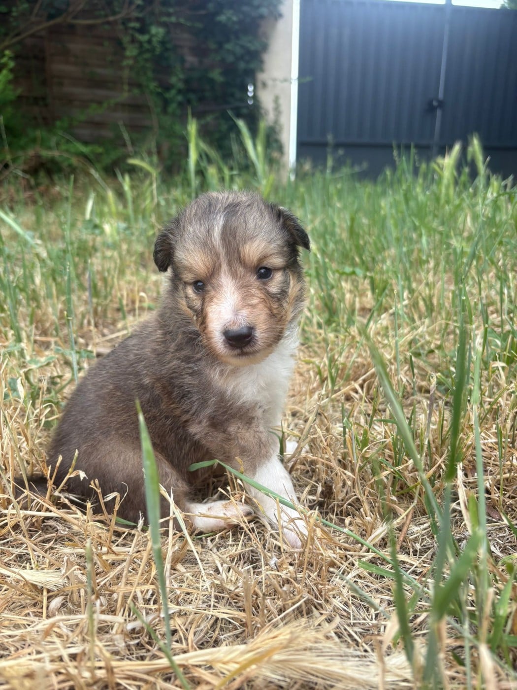 Chiot N°2