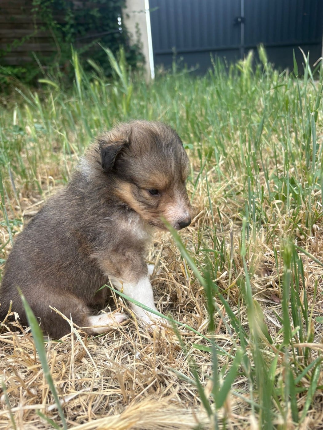 Chiot N°2