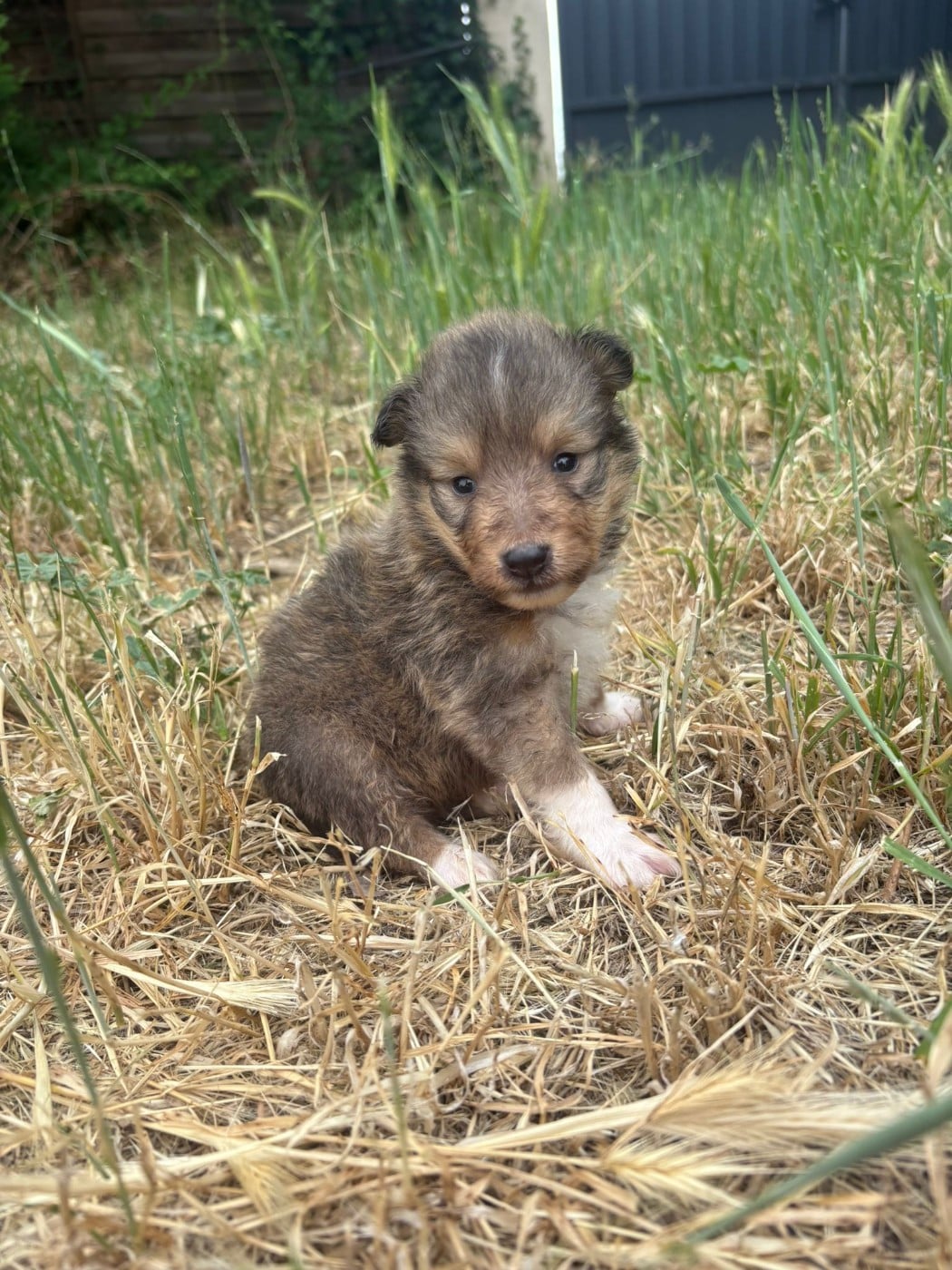 Chiot N°3
