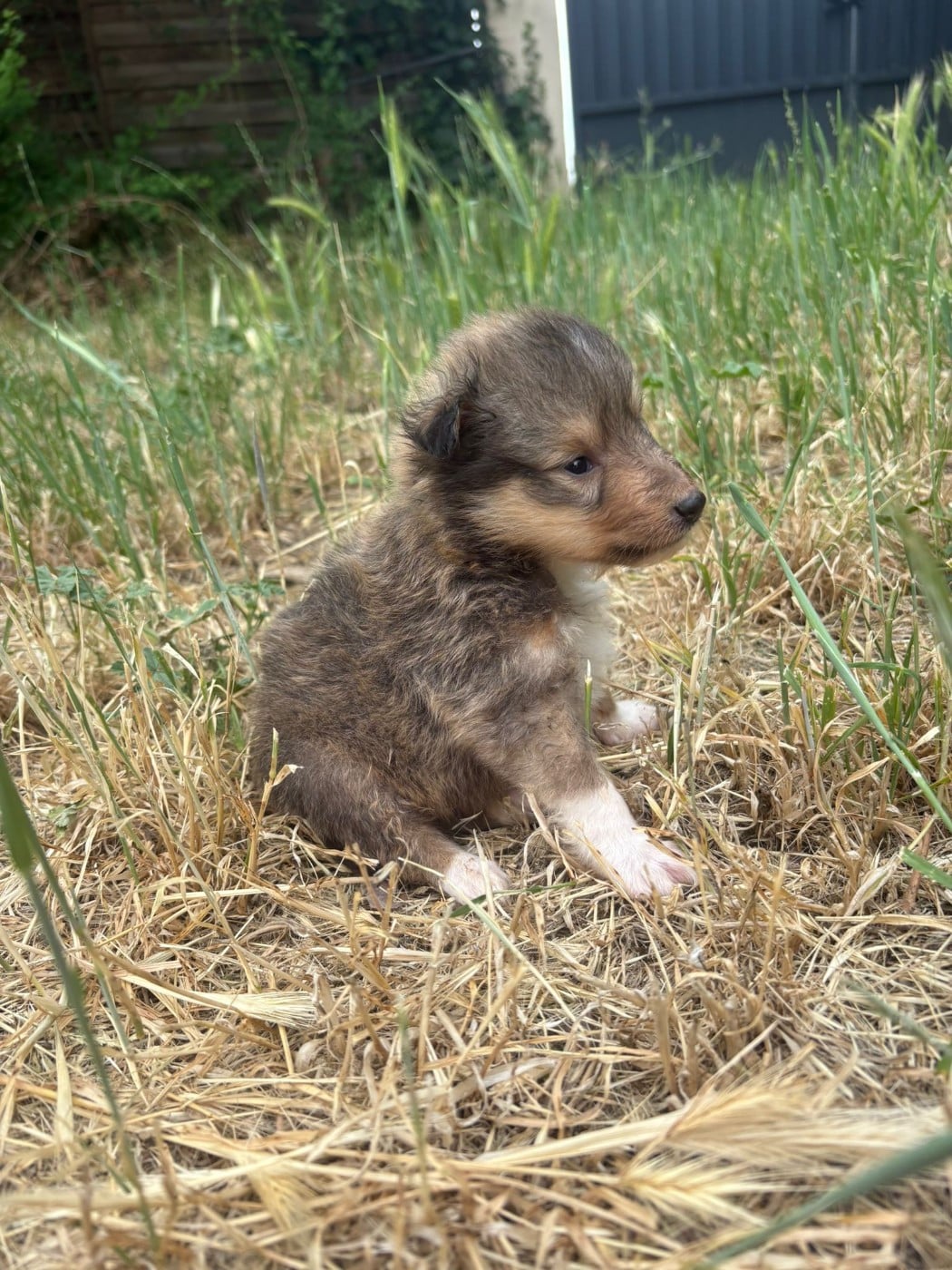 Chiot N°3