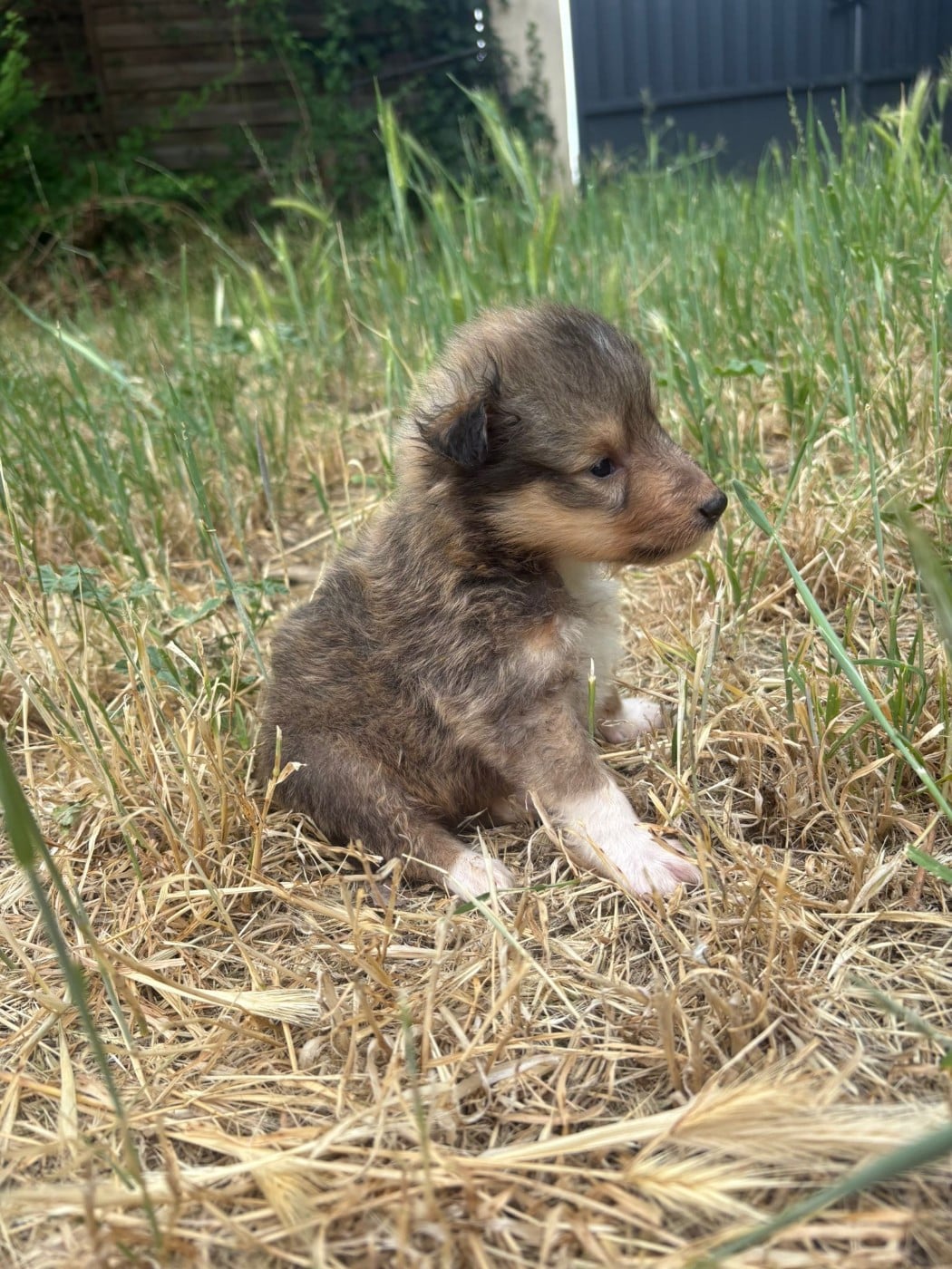 Chiot N°3