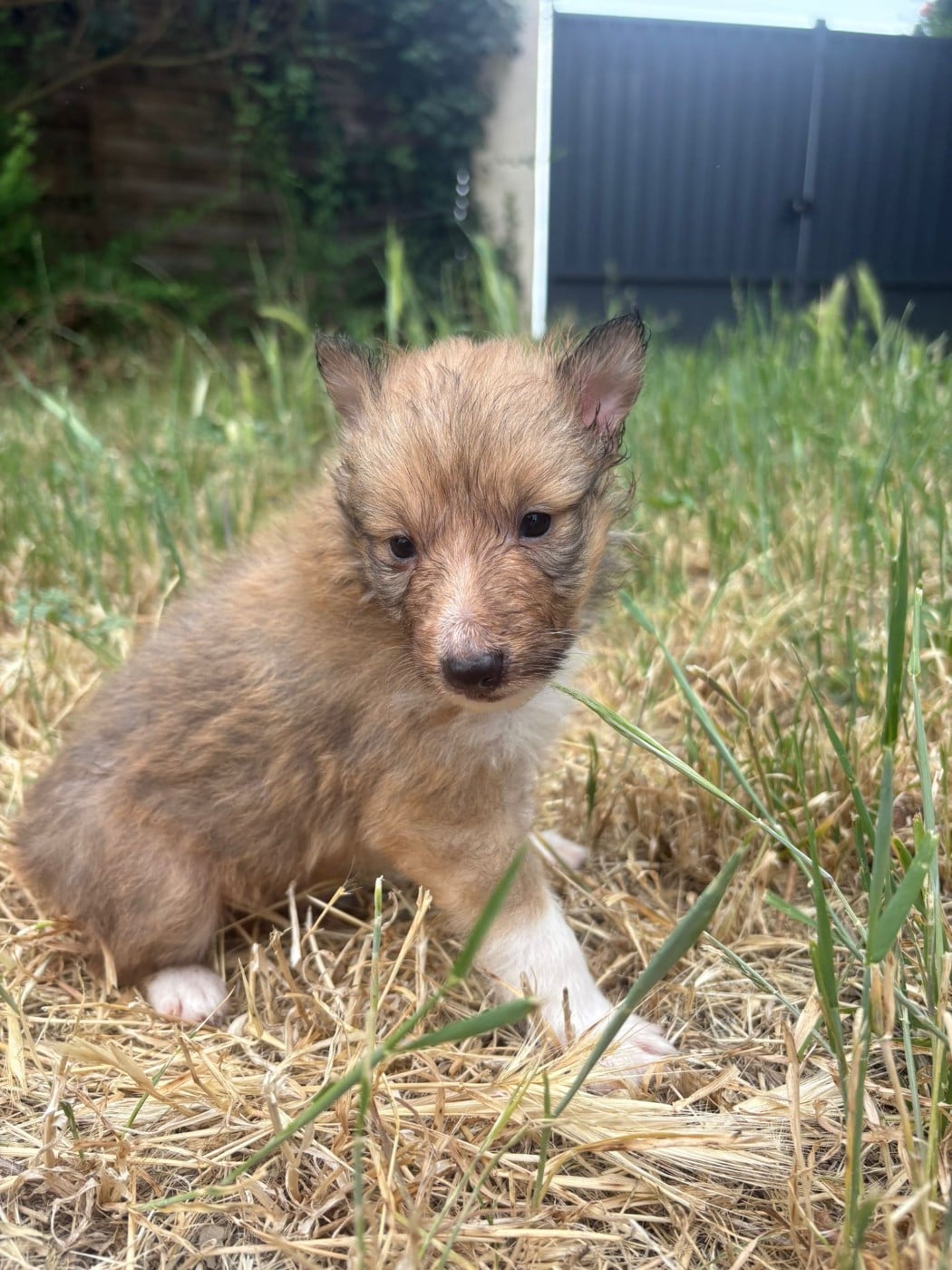 Chiot N°4