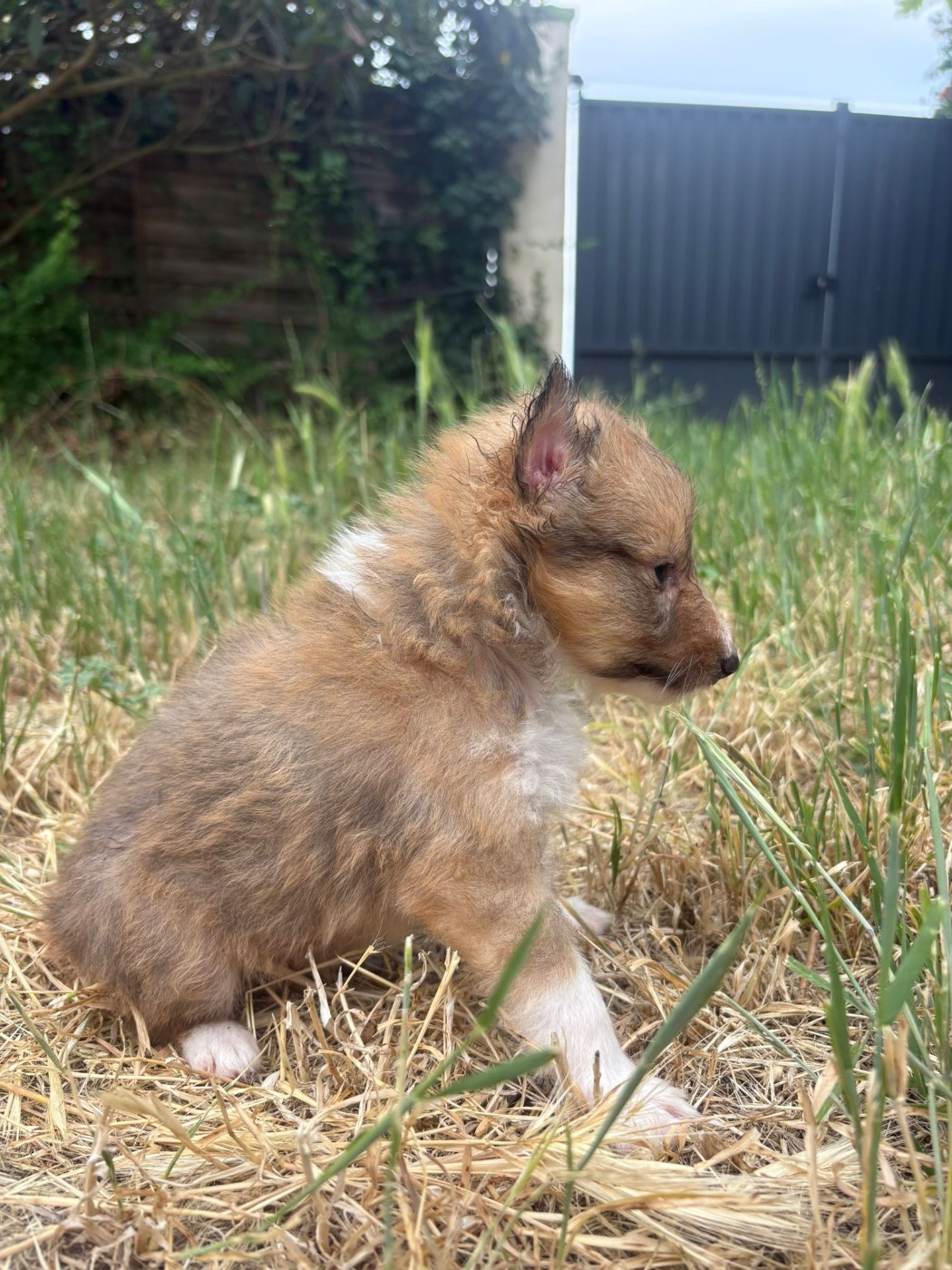 Chiot N°4