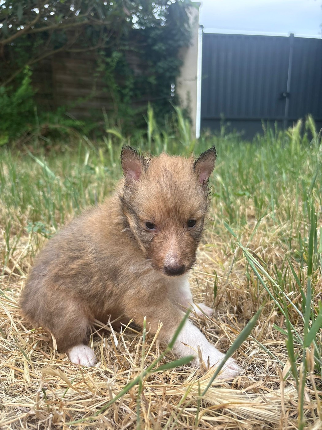 Chiot N°4