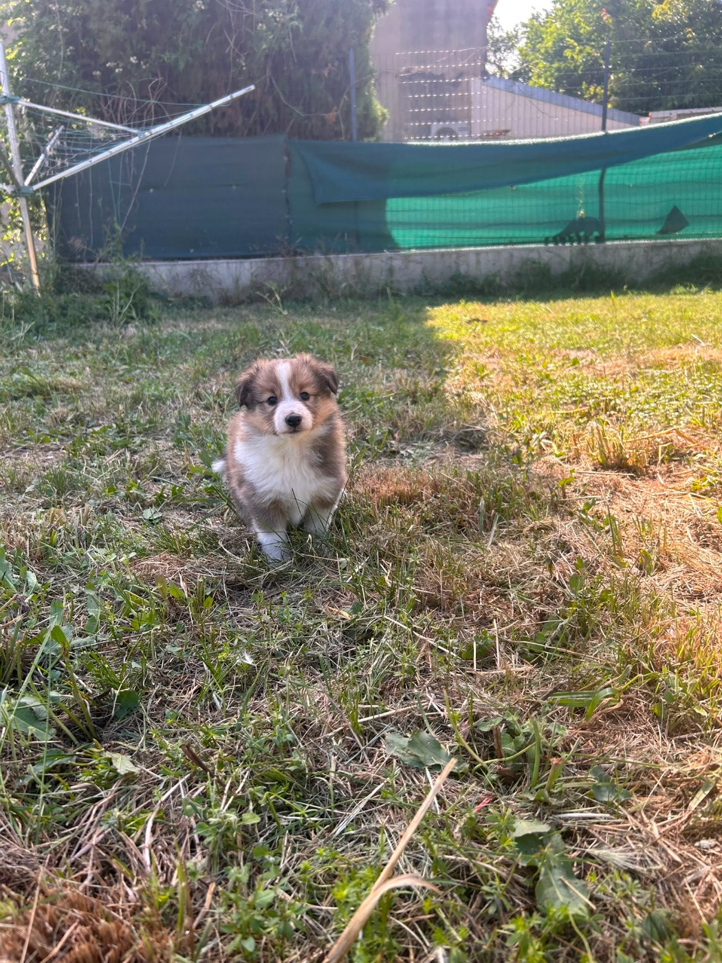 Chiot N°1