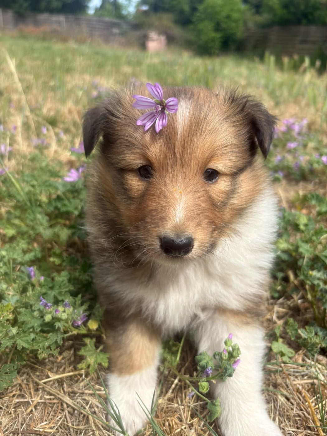 Chiot Shetland Sheepdog