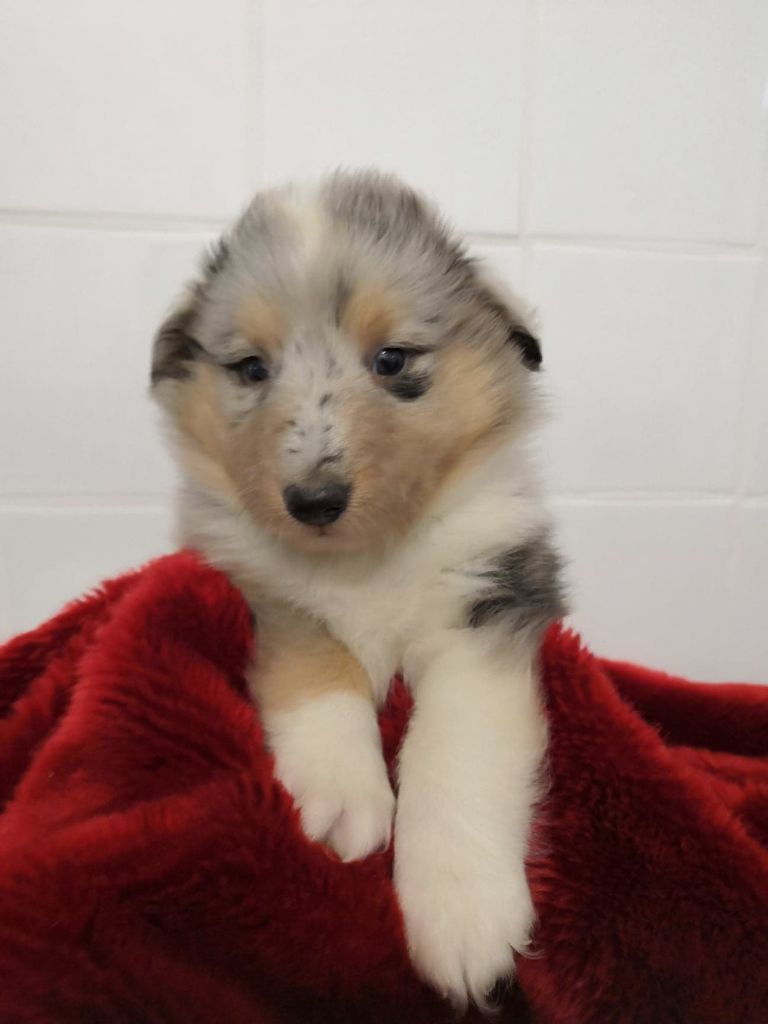 Des mille eclats des tournesol - Shetland Sheepdog - Portée née le 19/09/2018
