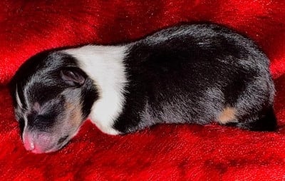 Les chiots de Shetland Sheepdog