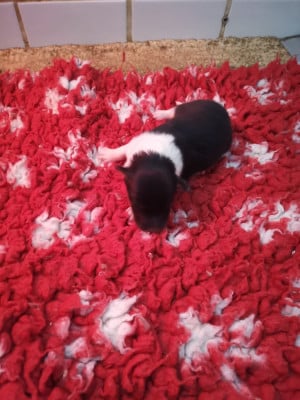 Les chiots de Shetland Sheepdog