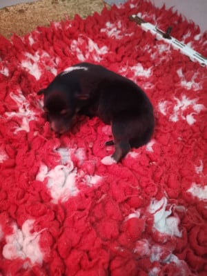 Les chiots de Shetland Sheepdog