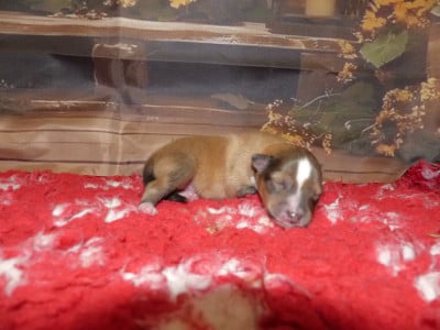 Les chiots de Shetland Sheepdog