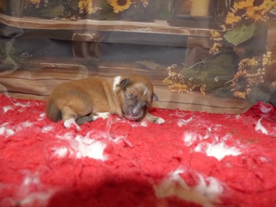 Les chiots de Shetland Sheepdog