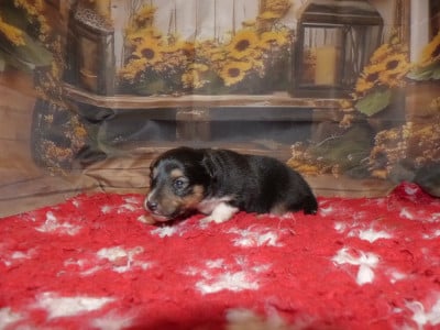 Les chiots de Shetland Sheepdog