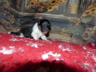 Les chiots de Shetland Sheepdog