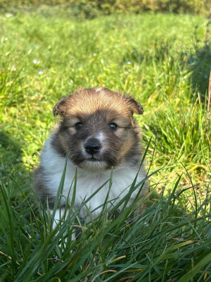 Les chiots de Shetland Sheepdog