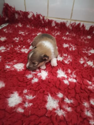 Les chiots de Shetland Sheepdog