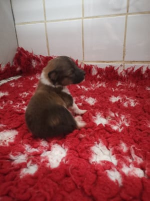 Les chiots de Shetland Sheepdog