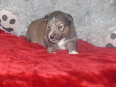 Les chiots de Shetland Sheepdog