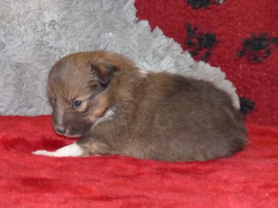 Les chiots de Shetland Sheepdog