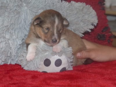 Les chiots de Shetland Sheepdog