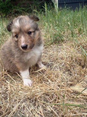 Les chiots de Shetland Sheepdog