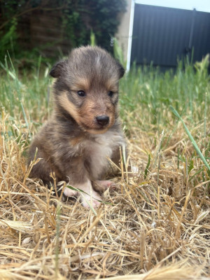 Les chiots de Shetland Sheepdog
