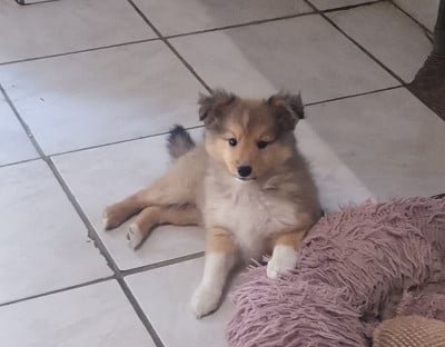 Les chiots de Shetland Sheepdog