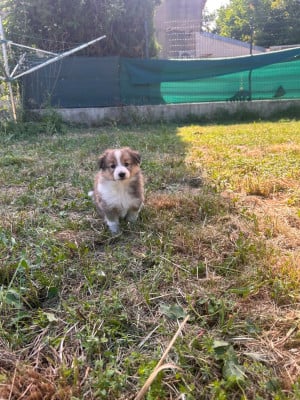 Les chiots de Shetland Sheepdog