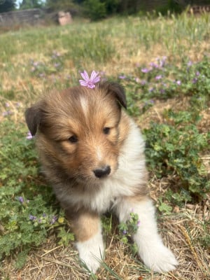 Les chiots de Shetland Sheepdog