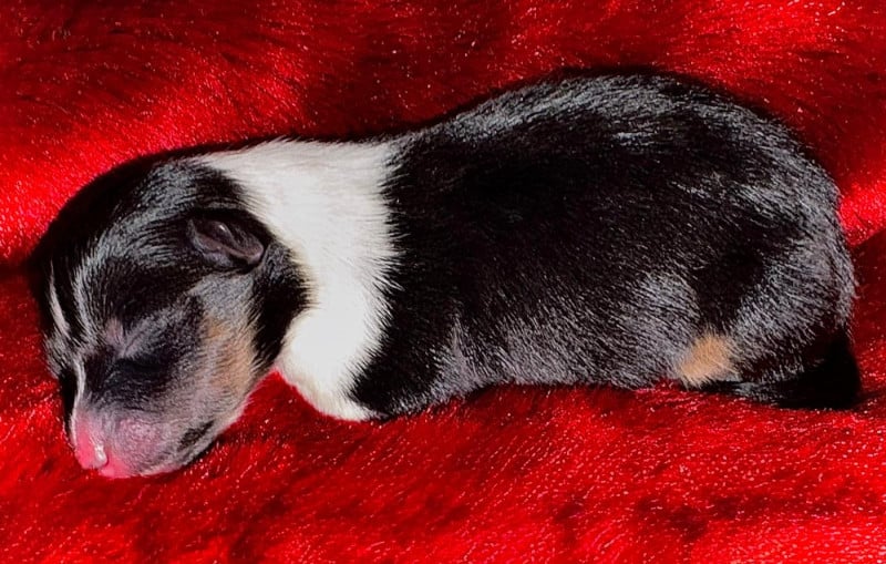 Shetland Sheepdog - Des mille eclats des tournesol