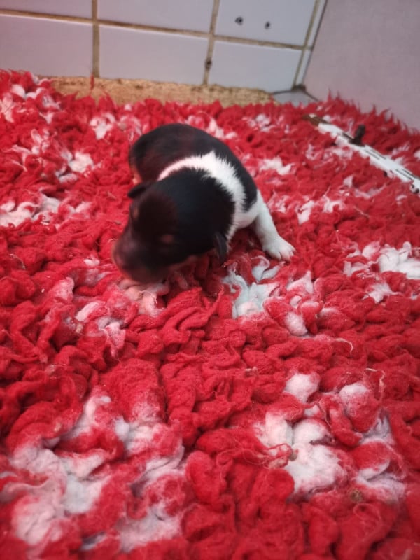 Shetland Sheepdog - Des mille eclats des tournesol