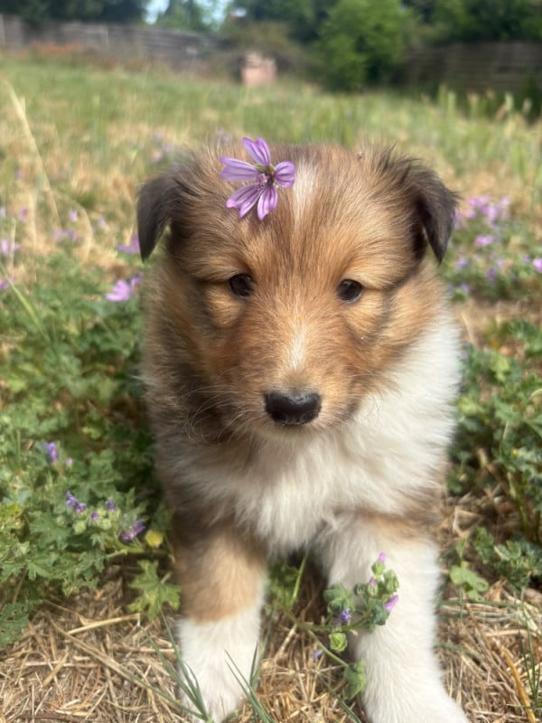 Shetland Sheepdog - Des mille eclats des tournesol