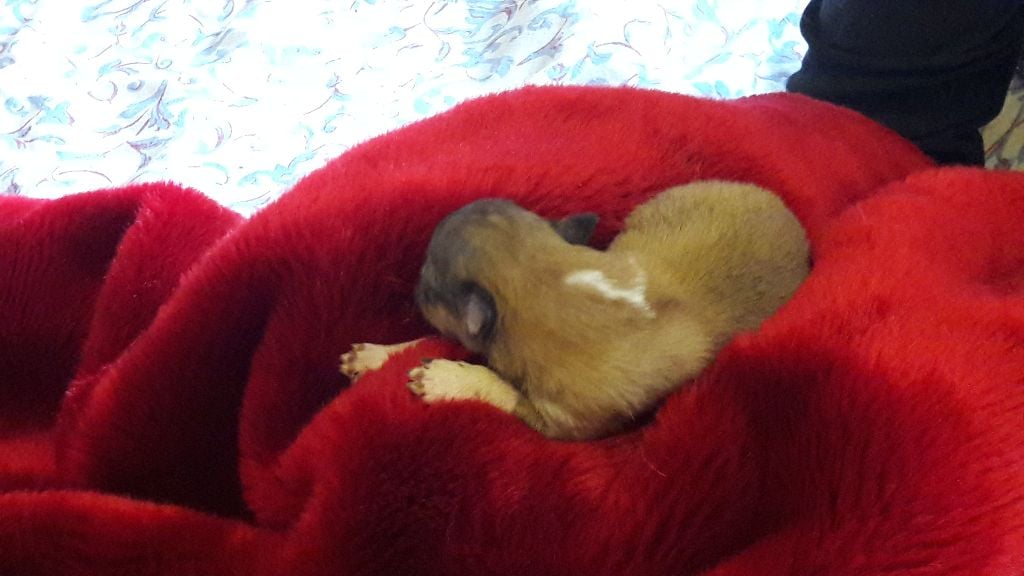 chiot Shetland Sheepdog Des mille eclats des tournesol