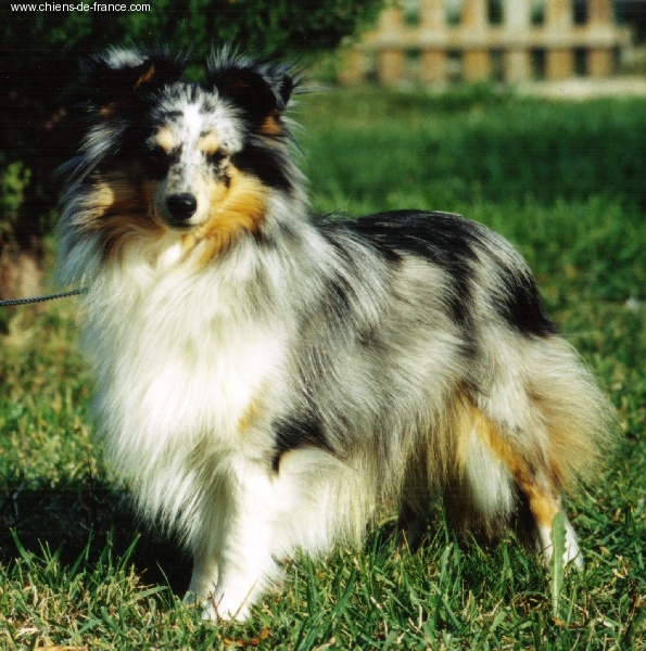 Untouchable queen Of blue tails - CAC/CACIB/BOB