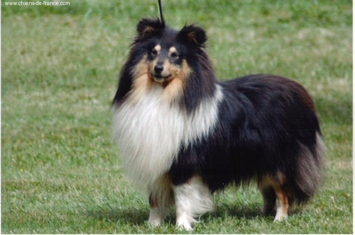 Uncle jo Des mille eclats des tournesol - 4eme ex