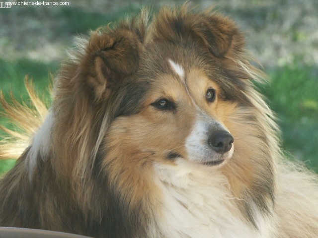 Une tit'impératrice Des mille eclats des tournesol - entre 5ème et 8eme EX