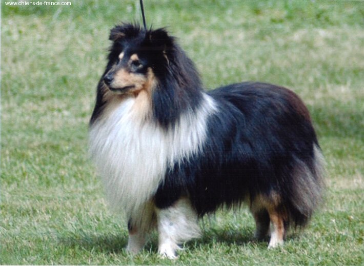 Uncle jo Des mille eclats des tournesol - CaC/Rcacib