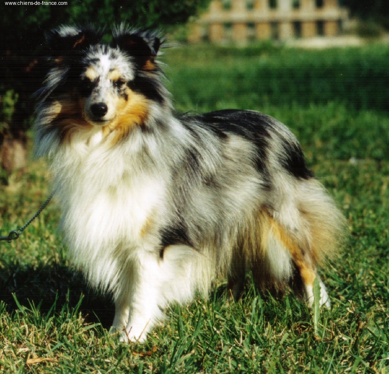 Untouchable queen Of blue tails - CAC/RCACIB