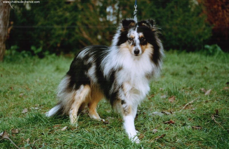 CH. O'princess sissi des Romarins de Mayerling - 1ex