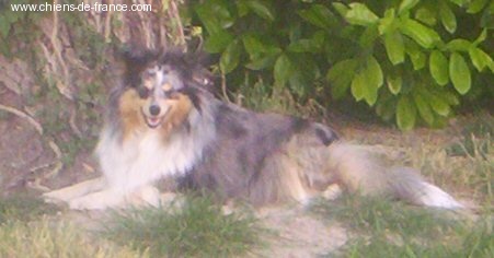 Untouchable queen Of blue tails - CAC/CACIB/BOB