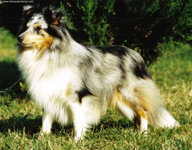 Untouchable queen Of blue tails - 1ere EX classe intermédiare