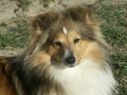 Une tit'impératrice Des mille eclats des tournesol - 2eme EX Rcac