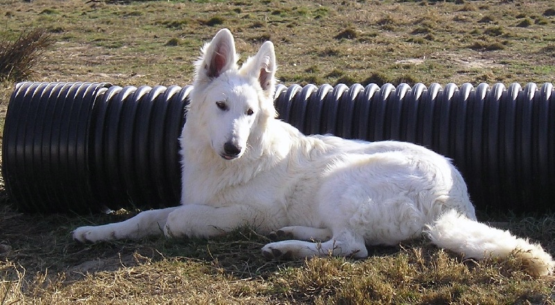 Publication : du domaine de pegase Auteur : evelyne