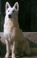 Publication : du domaine de pegase Auteur : evelyne