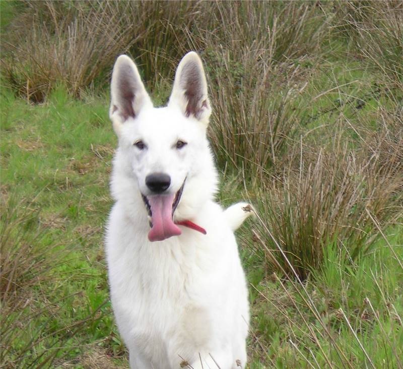 Publication : du domaine de pegase Auteur : evelyne