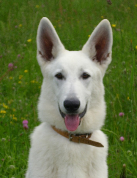 Publication : du domaine de pegase Auteur : evelyne