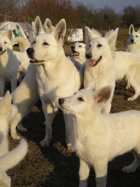 Publication : du domaine de pegase Auteur : evelynr