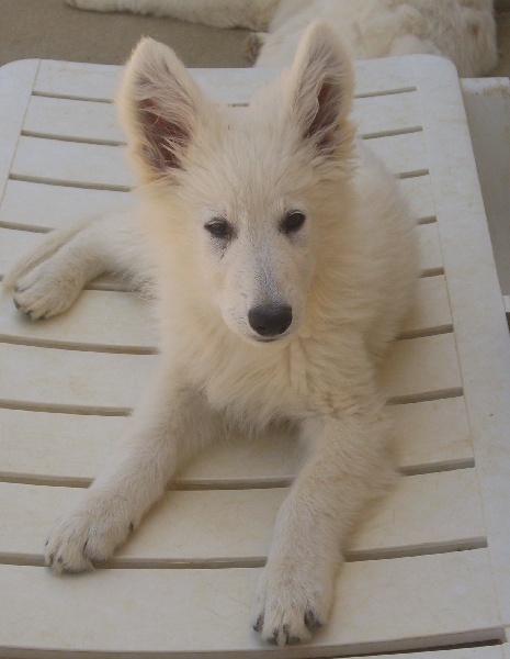 Publication : du domaine de pegase Auteur : evelyne feeling