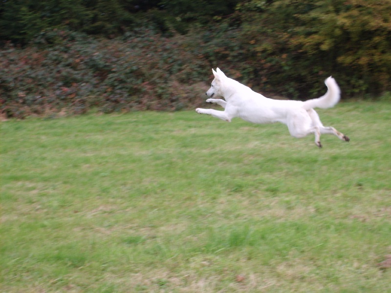 Publication : du domaine de pegase Auteur : evelyne